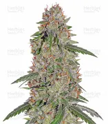 Pineapple Express — Barney's Farm