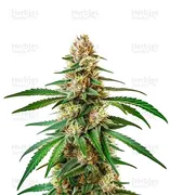 Pineapple Express — World Wide Cultivars