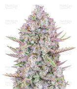 Purple Punch — Fast Buds