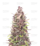 Purple Punch — Herbies Seeds