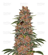 Purple Punch — Seedstockers
