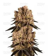 Purple Punch — Barney's Farm