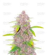 Runtz — Barney's Farm