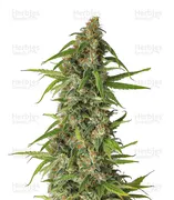 Runtz — Seedstockers