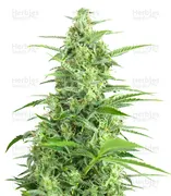 Sour Diesel — Dinafem Seeds