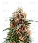 Sour Diesel — Growers Choice