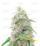 Sour Diesel — Herbies Seeds