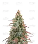 Super Boof — Fast Buds