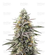 Super Boof — Barney's Farm