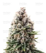 Super Boof — Growers Choice