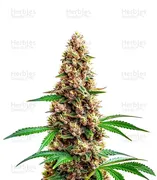 Super Boof — World Wide Cultivars