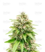 Trainwreck — Herbies Seeds