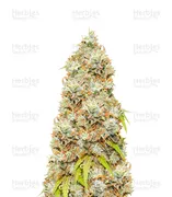 Trainwreck — Humboldt Seeds Organization