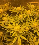 Wedding Cake — Flavour Chasers Seeds