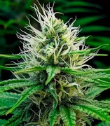 Wedding Cake — Herbies Seeds