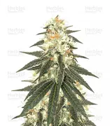 Wedding Cake — Original Sensible Seeds