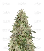 Wedding Cake — Seedstockers