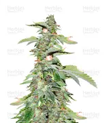 White Widow — G13 Labs