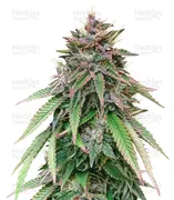 White Widow — Flying Dutchmen