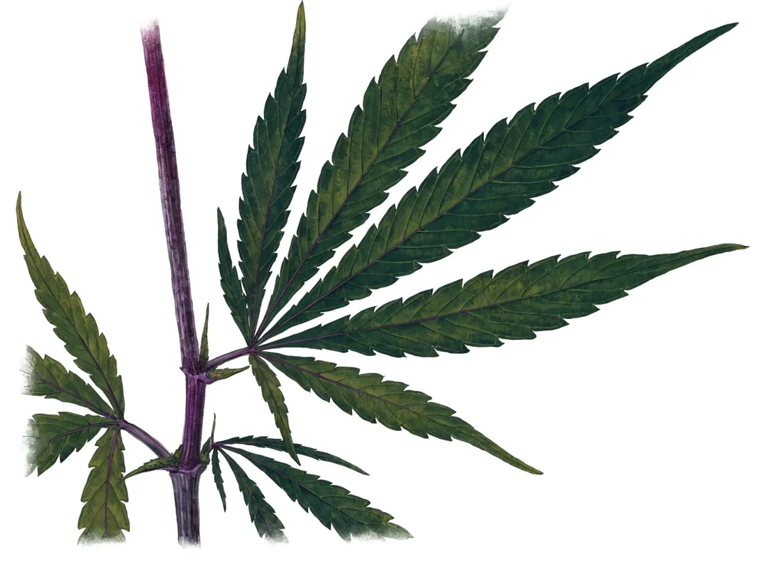 Painterly close-up of a cannabis stem and node with natural deep-purple anthocyanin colouring