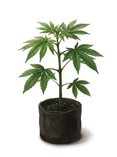 Young plant