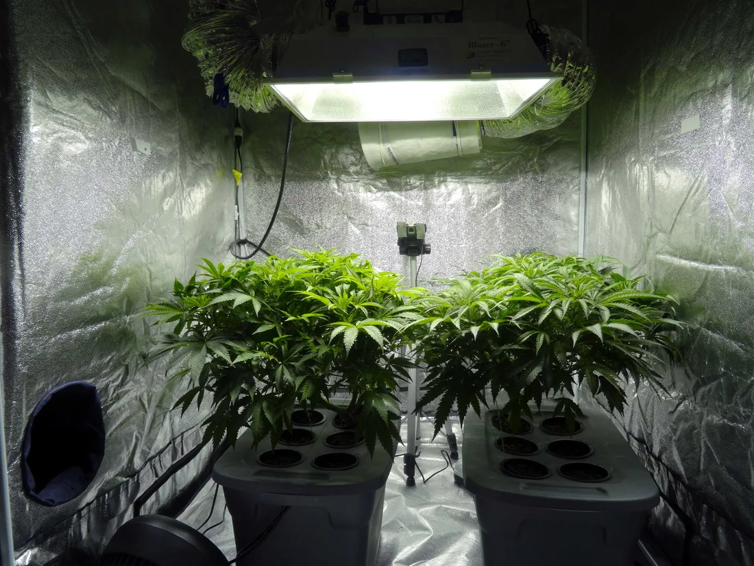 Two cannabis plants in a deep water culture (DWC) hydroponic setup inside a grow tent