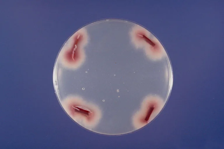 Fusarium oxysporum in culture — the pink-red fungus behind much root rot and wilt