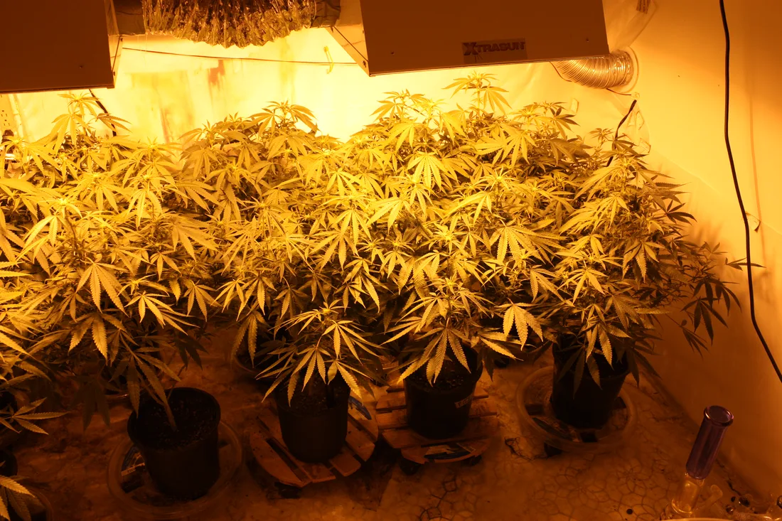 Cannabis in pots of soil under indoor lighting