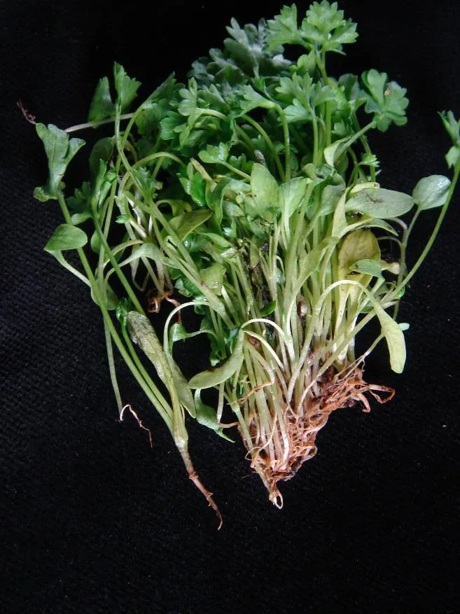 Brown, collapsed rotted roots (right) beside paler healthy roots (left) — textbook root rot