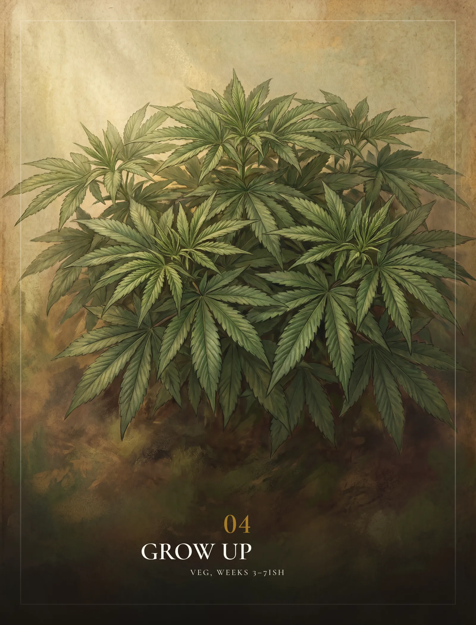 Augink ją — Veg