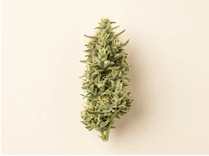 CBD Auto White Widow bud — Dutch Passion