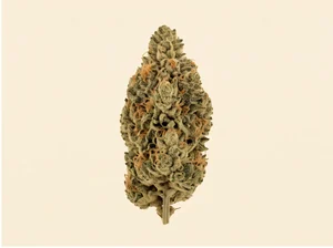 CBD OG Kush bud — CBD Crew Seeds