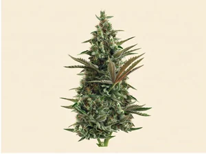Super Lemon Haze Auto CBD bud — Green House Seeds