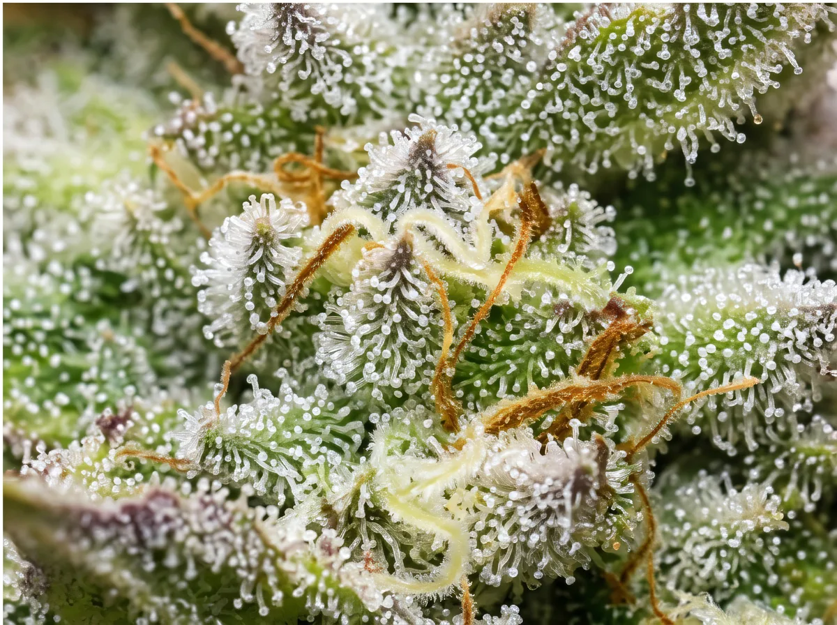 Super Lemon Haze CBD bud — macro view