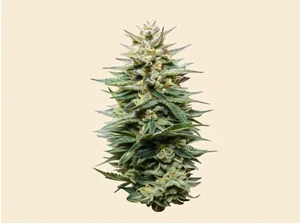 Super Lemon Haze CBD bud — Green House Seeds