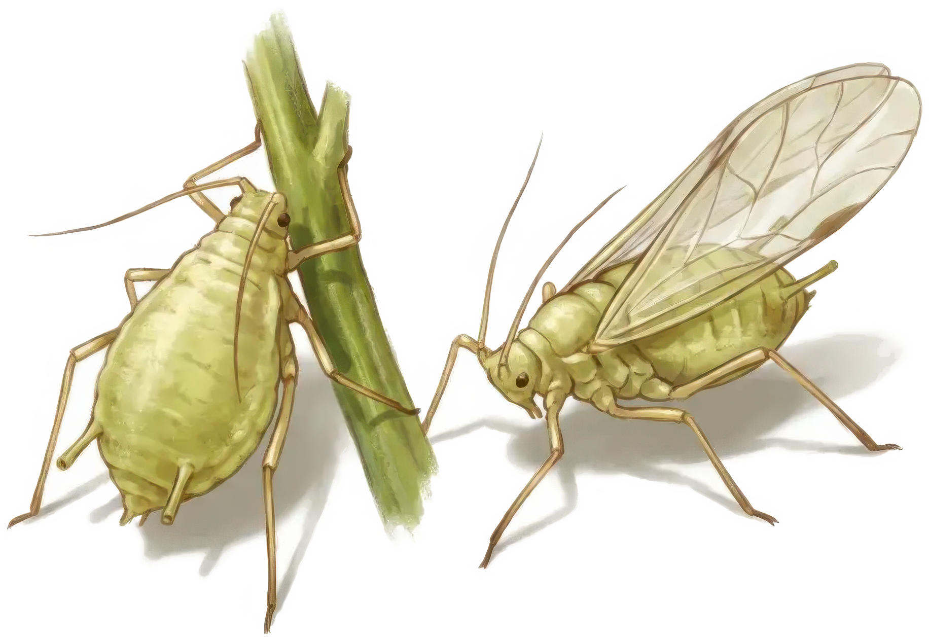 Magnified aphid showing pear body and cornicles, winged and wingless forms