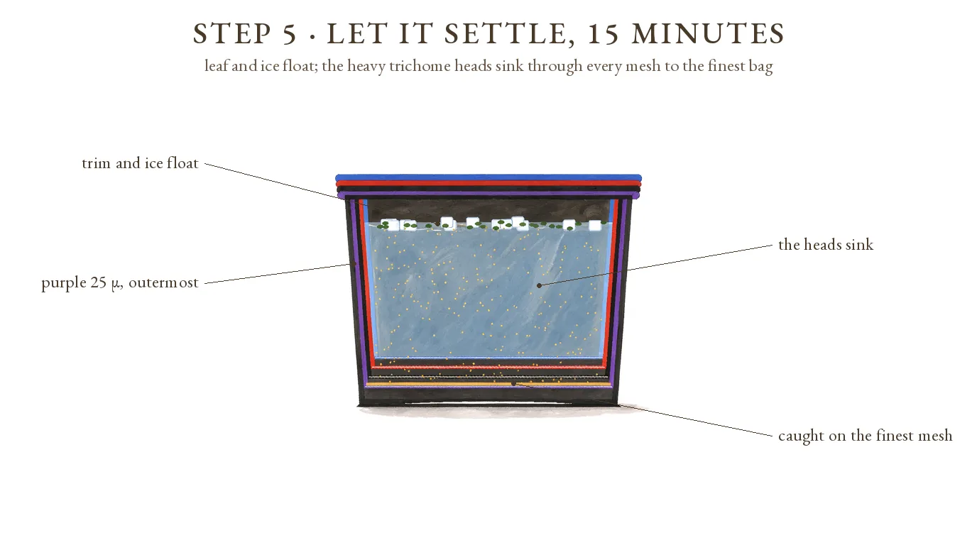 Step 5, let it settle 15 minutes: a cutaway of the bucket, four nested bags with purple outermost, trim and ice floating, the golden trichome heads sinking through every mesh to the finest