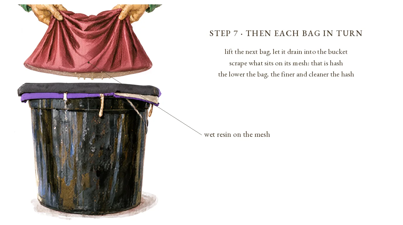 Step 7, then each bag in turn: the red bag lifted and drained, wet resin on its mesh, the black and purple bags still in the bucket