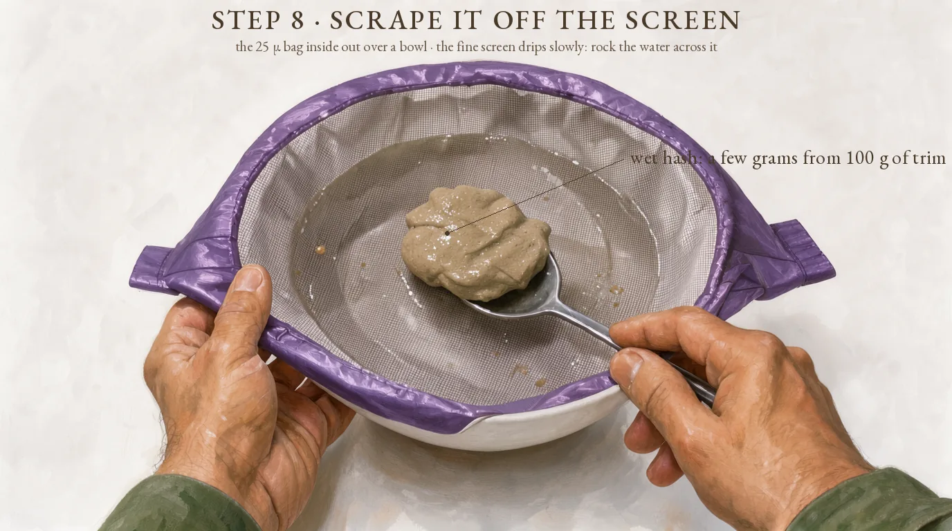Step 8, scrape it off the screen: the purple 25 µ bag inside out over a bowl with a small lump of wet bubble hash on a teaspoon