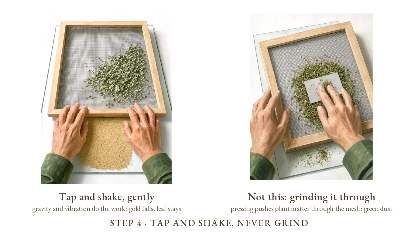 Step 4, tap and shake, never grind: fingertips tapping the screen frame with golden kief falling onto the glass, beside the wrong way, a card grinding the trim through the mesh into green dust