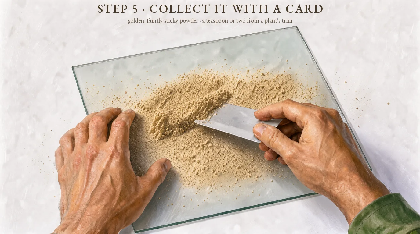 Step 5, collect it with a card: a plastic card sweeping the golden kief together on the glass