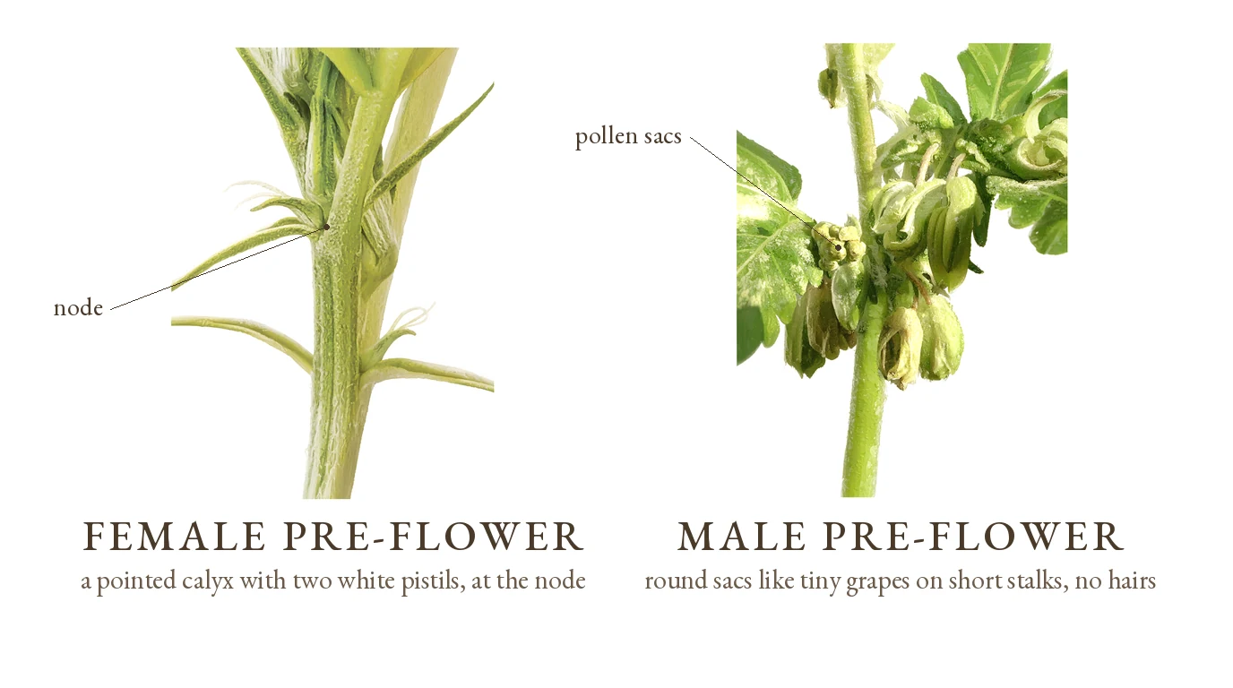 Female pre-flower, a pointed calyx with two white pistils at the node, beside a male pre-flower of round pollen sacs like tiny grapes