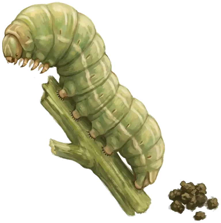 Magnified budworm caterpillar