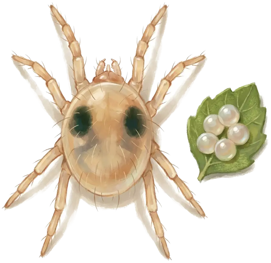 Magnified two-spotted spider mite with egg cluster