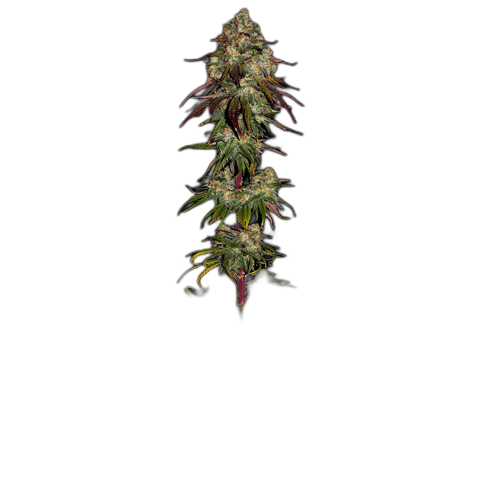Amnesia Lemon — Barney’s Farm