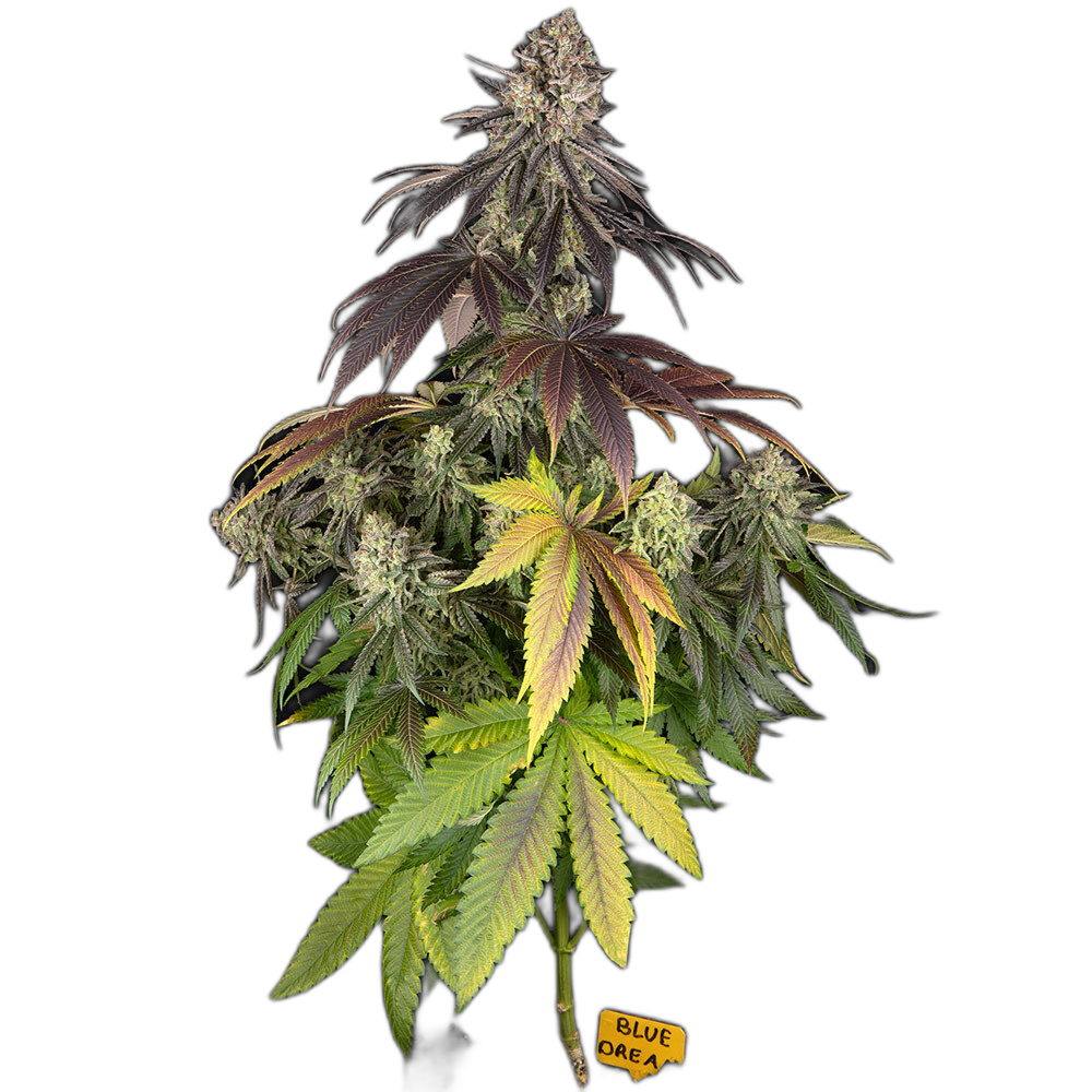 Blue Dream — Barney’s Farm