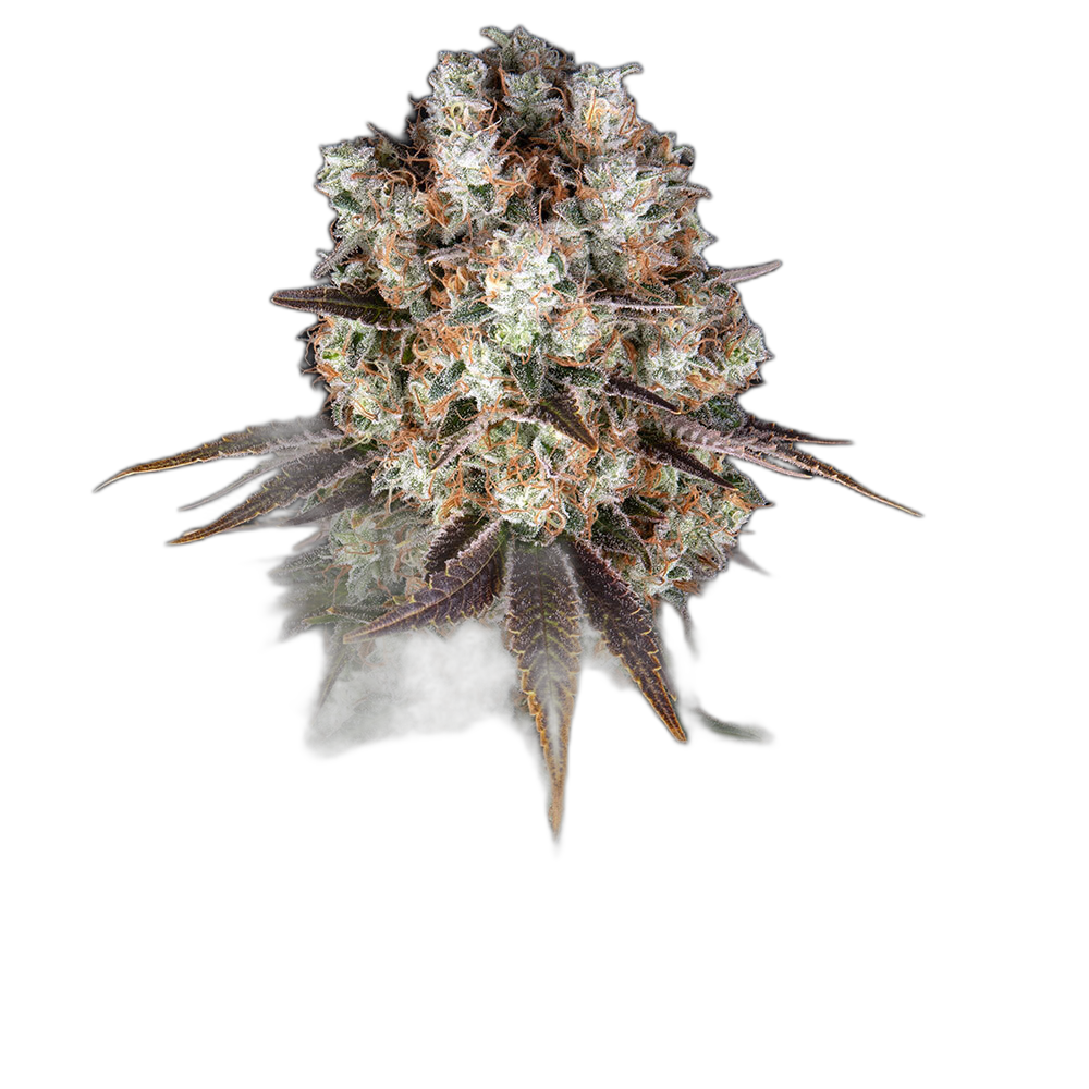 Bruce Banner — Barney’s Farm