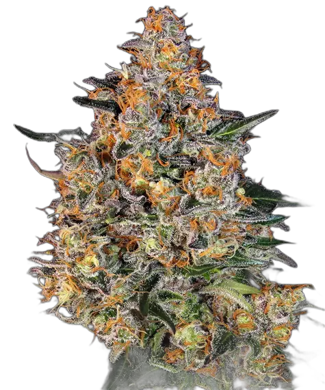 Bubba Kush — Barney’s Farm