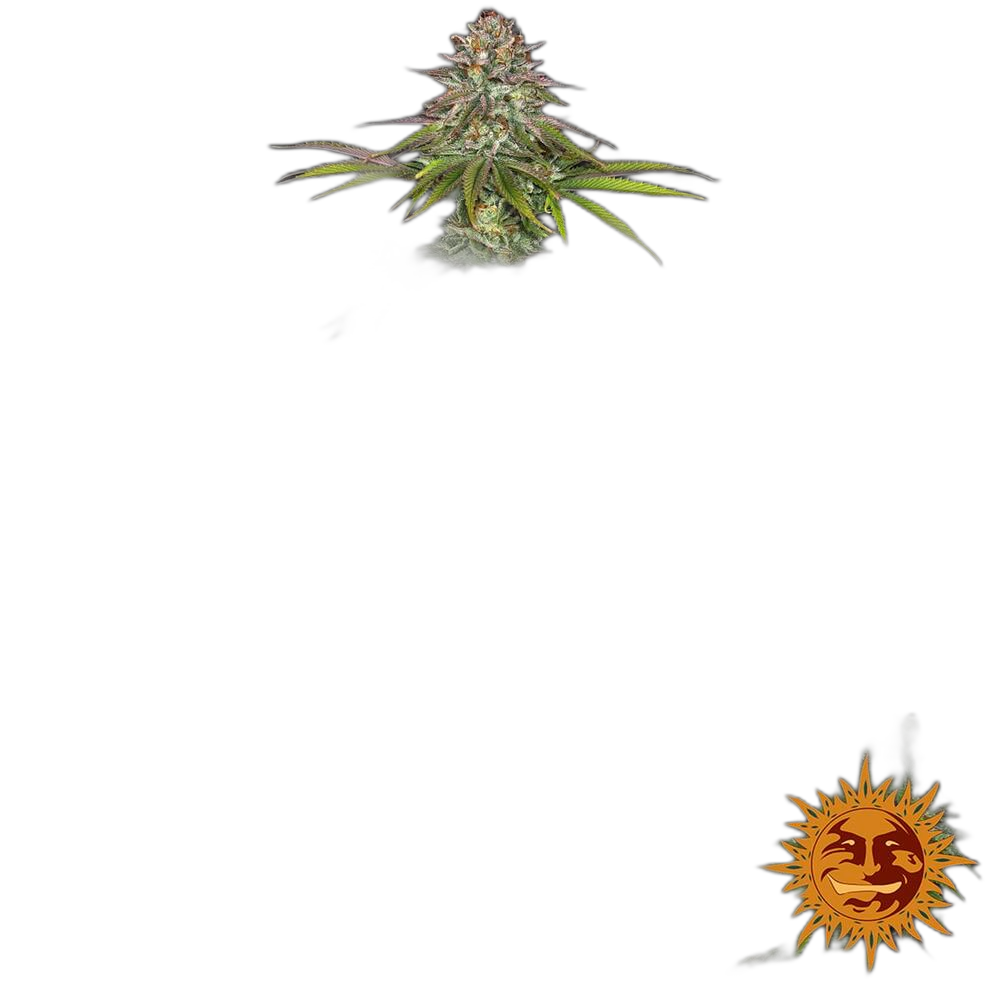 Critical Kush — Barney’s Farm