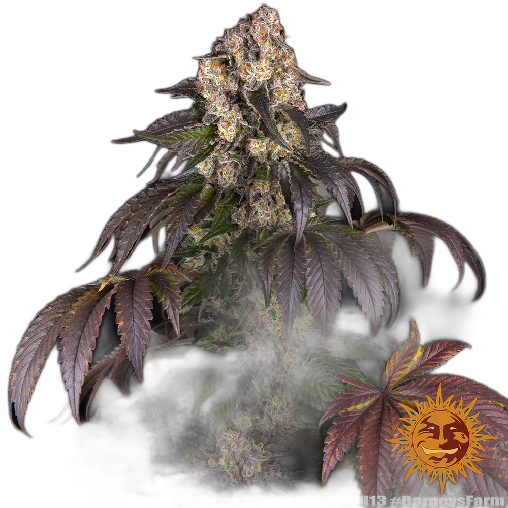 Girl Scout Cookies — Barney’s Farm